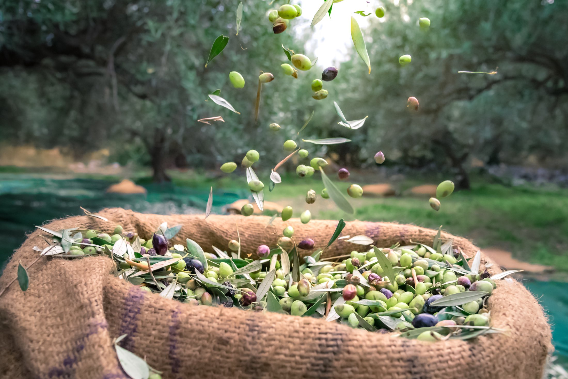 The art of olive production in Crete The art of olive production in Crete