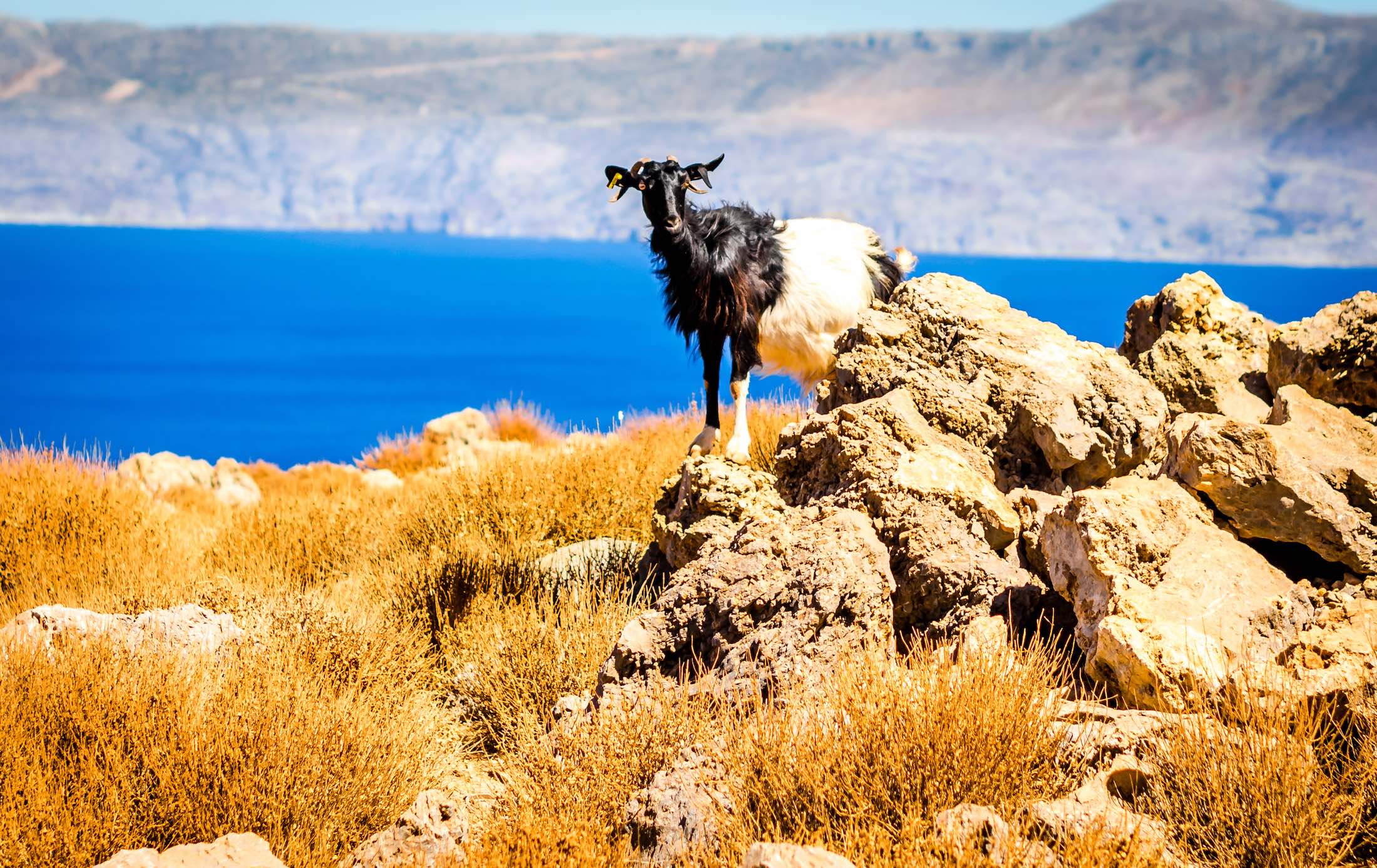 Wildlife in Crete is an undiscovered treasure kri kri goat in a rocky beach