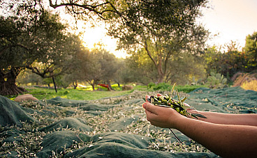 iuQ_harvest-september-crete